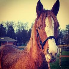 Anden særlig race Smart