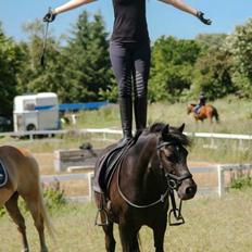 New Forest Lindholms Micky