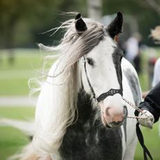 Irish Cob Alana's Ayoe