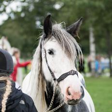 Irish Cob Alana's Ayoe