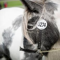 Irish Cob Alana's Ayoe
