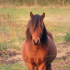 Welsh Mountain (sec A) Berthram