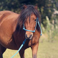 Welsh Mountain (sec A) Berthram
