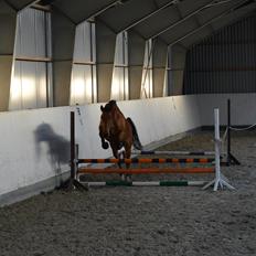 Dansk Varmblod Al Capone [Solgt]