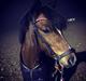 Welsh Pony (sec B) Barnhoeve´s Bernie