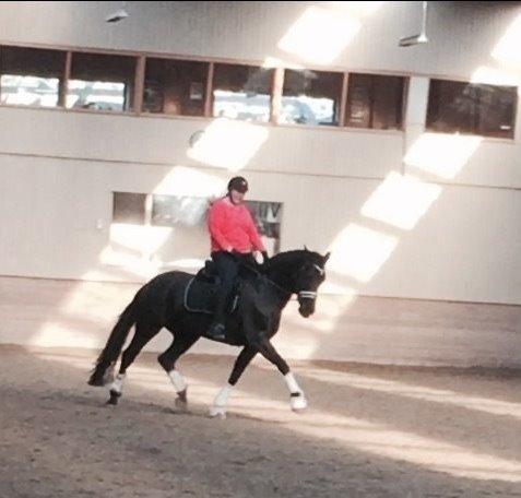 Tysk Oldenburger Love Affair Nexen "Hottie" billede 1