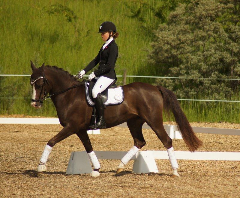 Anden særlig race Lykkebos Exotic Fire billede 1