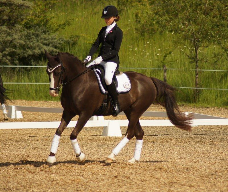 Anden særlig race Lykkebos Exotic Fire billede 17