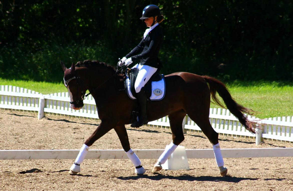 Anden særlig race Lykkebos Exotic Fire billede 19