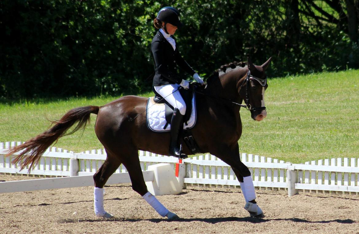 Anden særlig race Lykkebos Exotic Fire billede 20