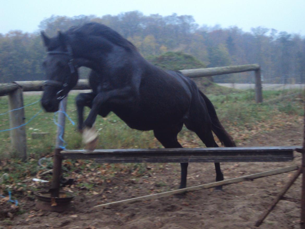 Anden særlig race Agetha billede 11