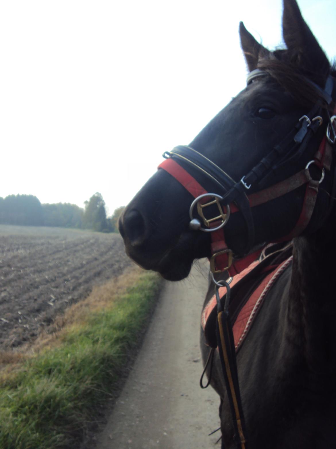 Anden særlig race Agetha billede 7