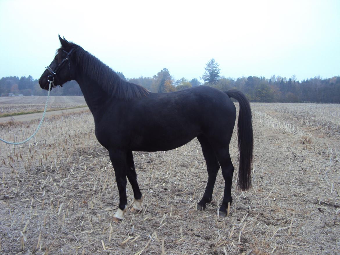 Anden særlig race Agetha billede 1