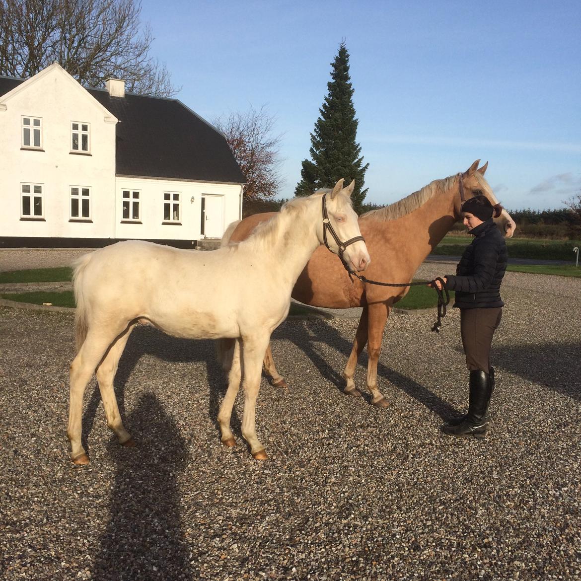 Palomino Silverline Alabama billede 13