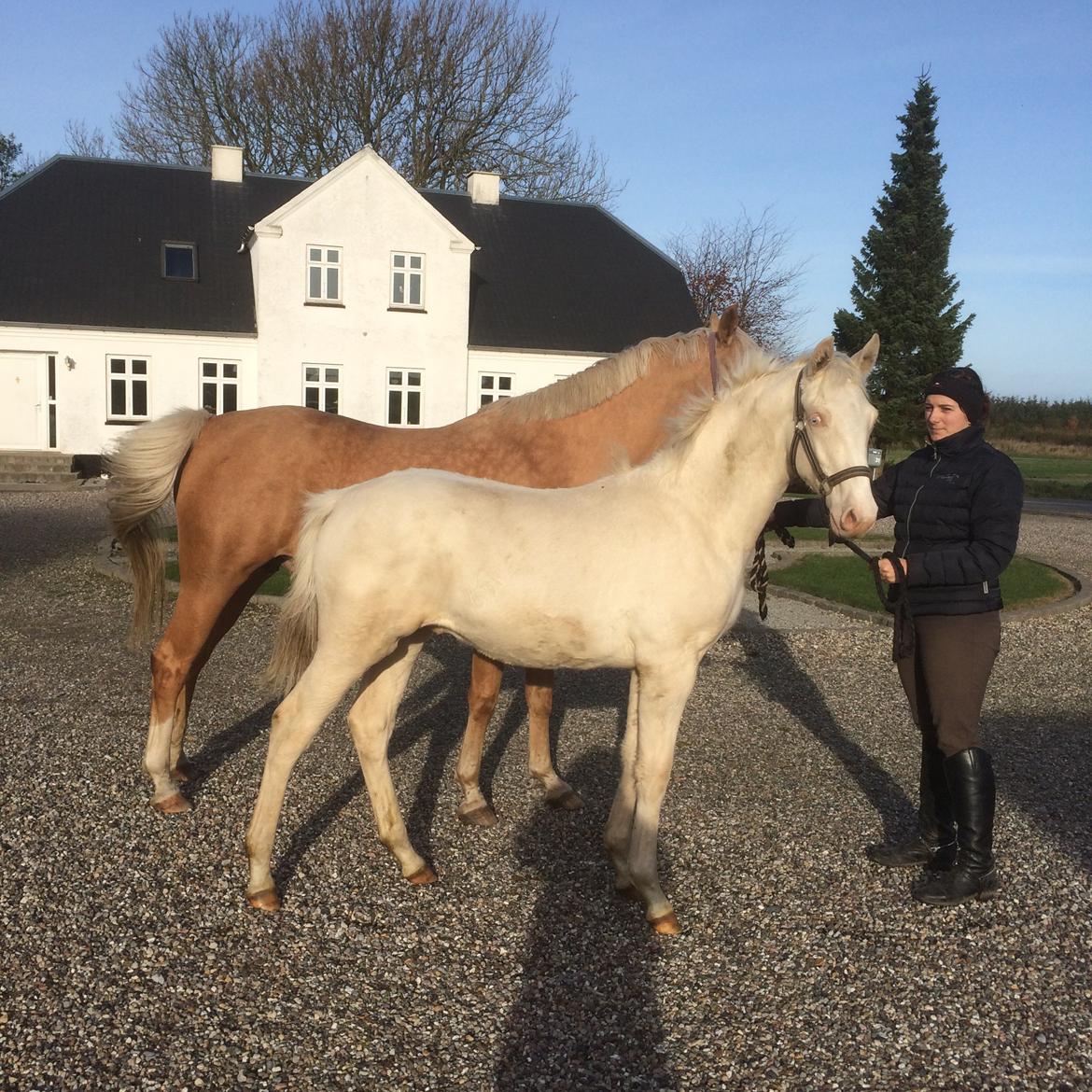 Palomino Silverline Alabama billede 12