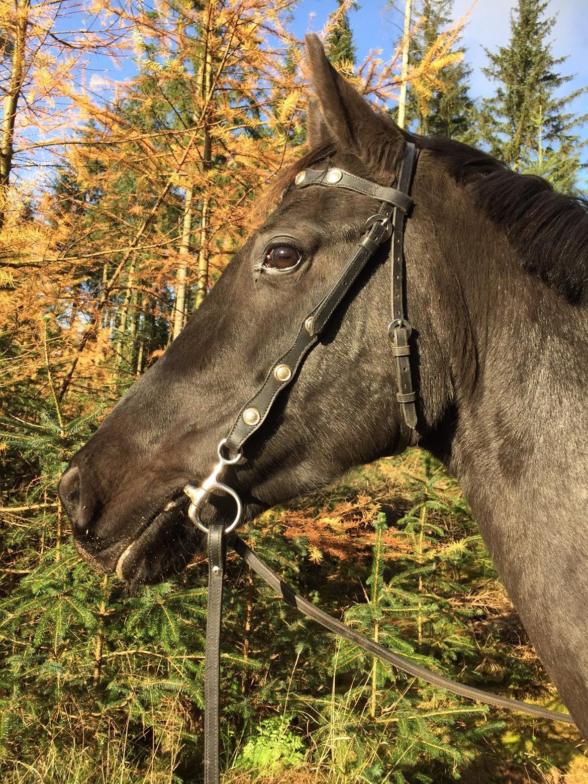 Anden særlig race Domino billede 14