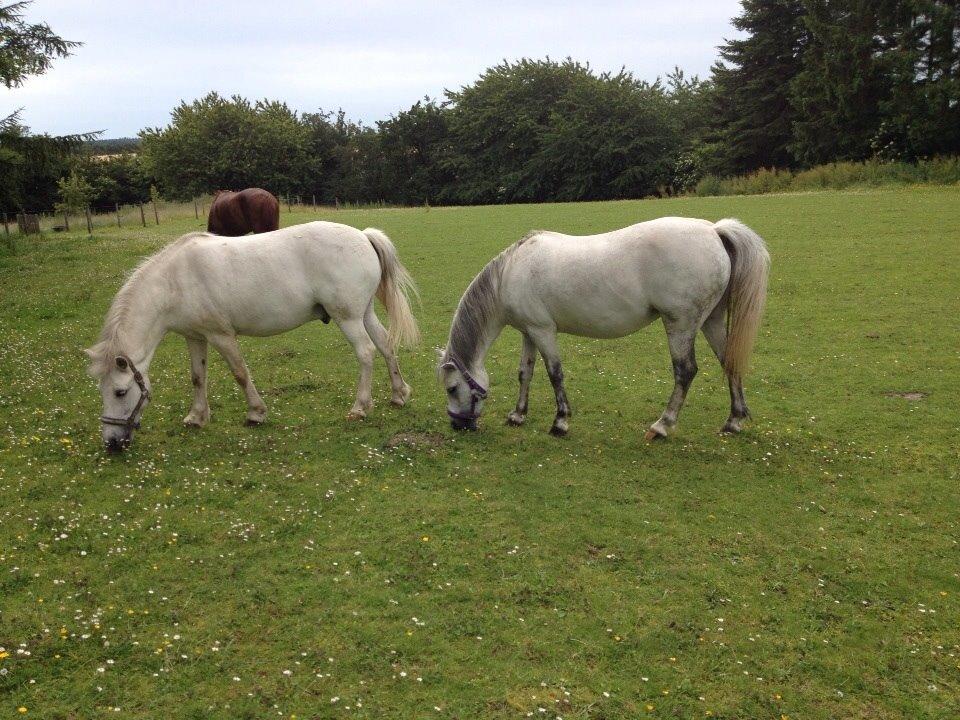 Welsh Mountain (sec A) Liljelunds Annabell billede 19