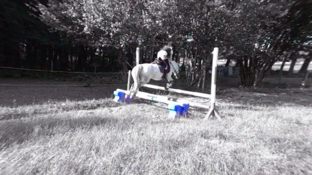 Welsh Mountain (sec A) Liljelunds Annabell billede 22