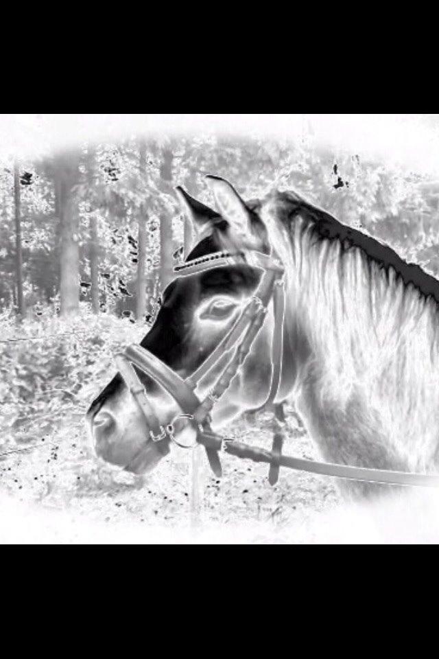 Welsh Mountain (sec A) Liljelunds Annabell billede 23