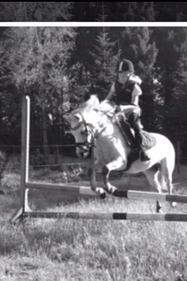 Welsh Mountain (sec A) Liljelunds Annabell billede 25