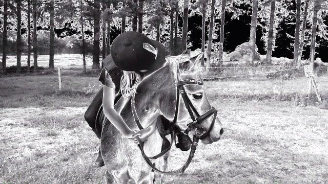 Welsh Mountain (sec A) Liljelunds Annabell billede 26