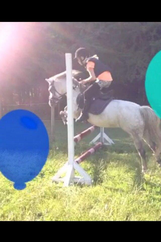 Welsh Mountain (sec A) Liljelunds Annabell billede 28