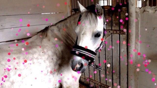 Welsh Mountain (sec A) Liljelunds Annabell billede 30