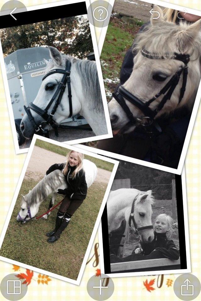 Welsh Mountain (sec A) Liljelunds Annabell billede 29