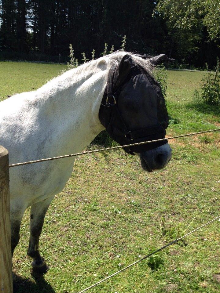 Welsh Mountain (sec A) Liljelunds Annabell billede 31