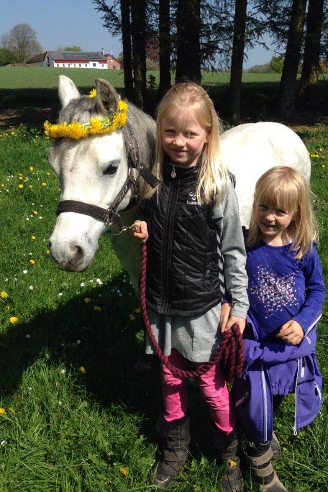 Welsh Mountain (sec A) Liljelunds Annabell billede 32