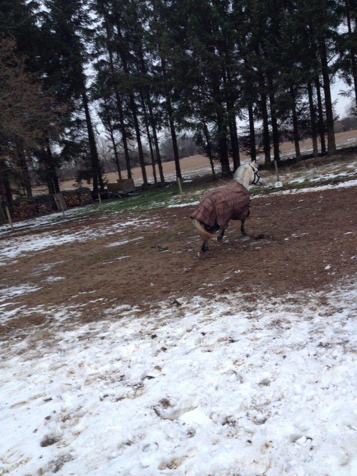 Welsh Mountain (sec A) Liljelunds Annabell billede 33