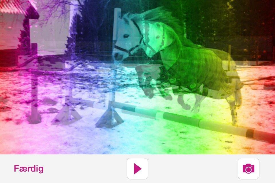 Welsh Mountain (sec A) Liljelunds Annabell billede 34