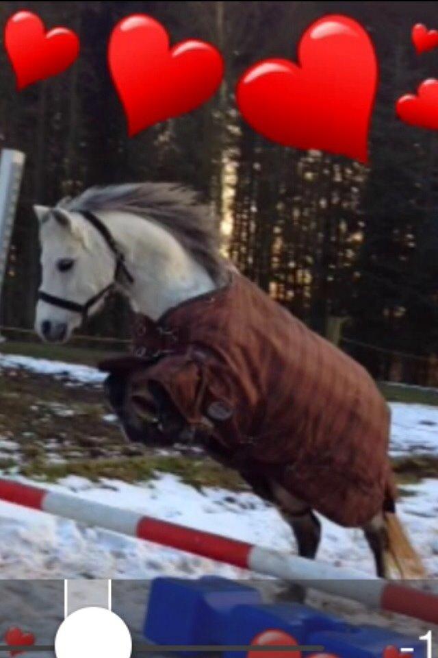 Welsh Mountain (sec A) Liljelunds Annabell billede 35