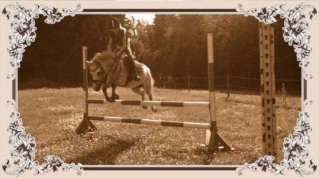 Welsh Mountain (sec A) Liljelunds Annabell billede 36