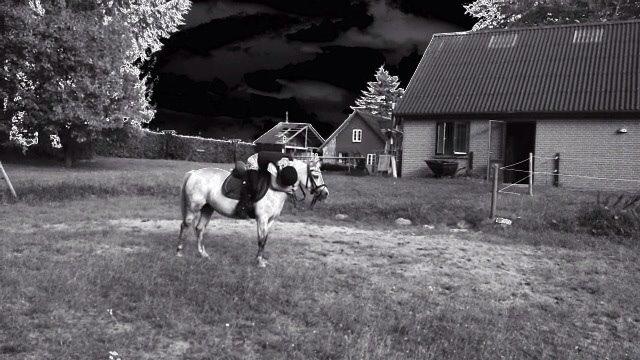 Welsh Mountain (sec A) Liljelunds Annabell billede 38