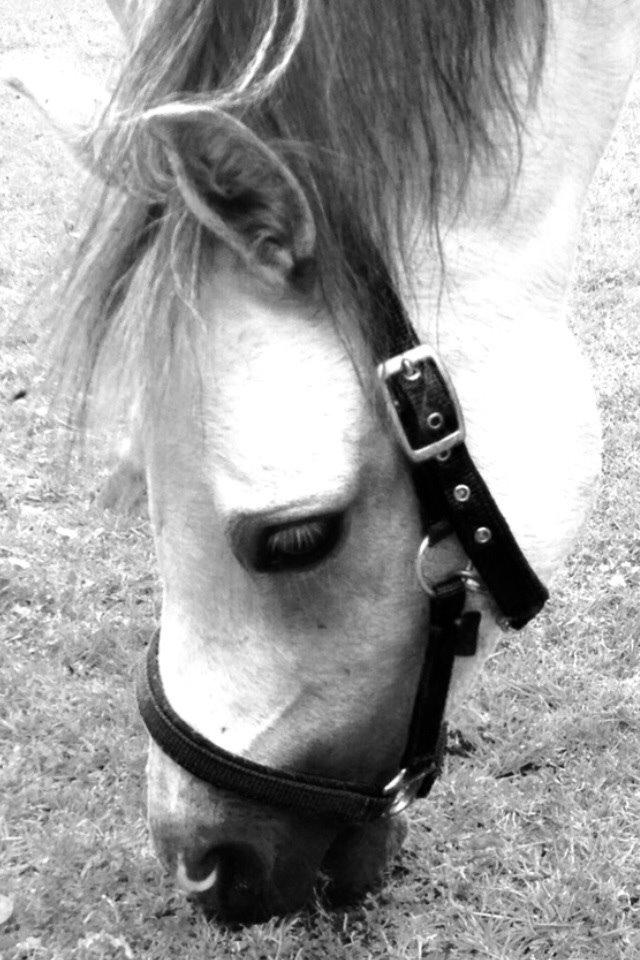 Welsh Mountain (sec A) Liljelunds Annabell billede 39