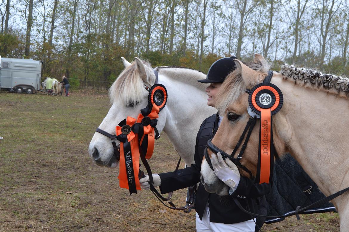 Fjordhest Prins billede 35