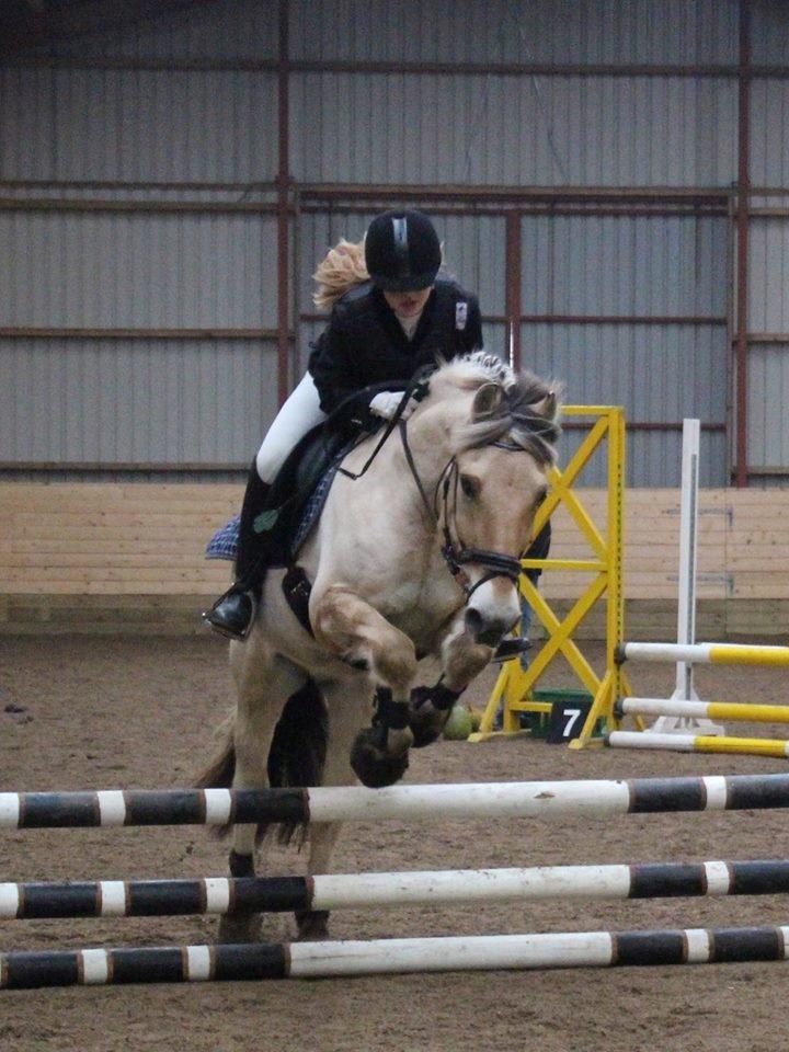 Fjordhest Prins billede 12