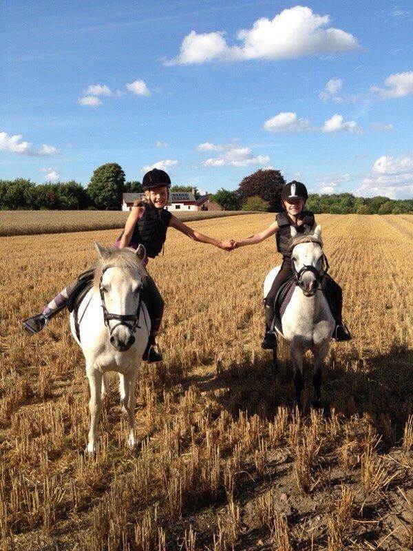 Welsh Mountain (sec A) Liljelunds Annabell billede 41