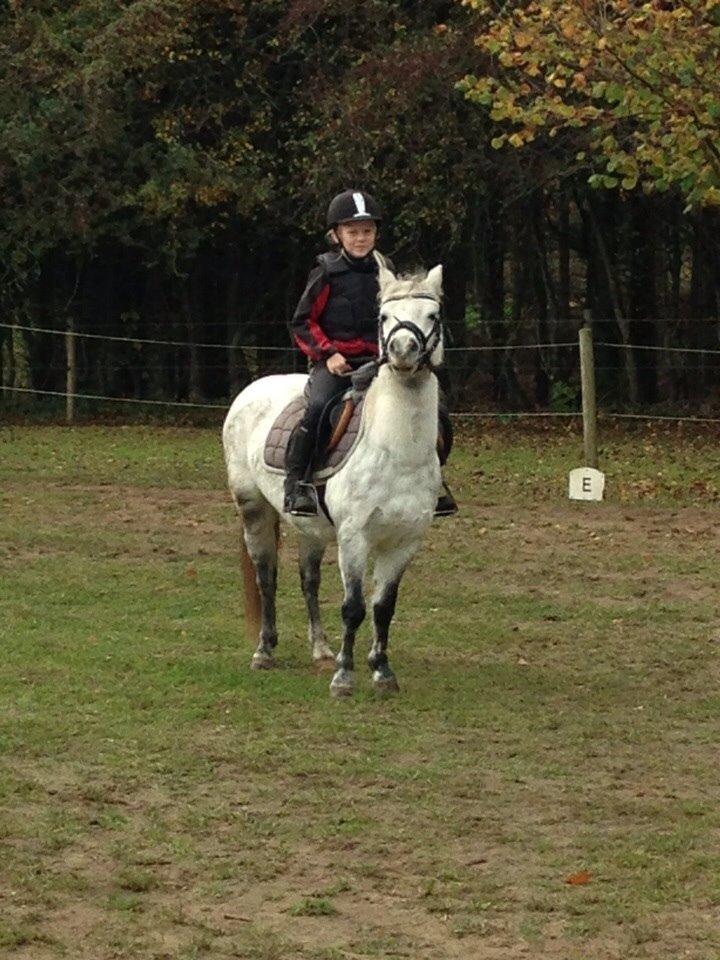 Welsh Mountain (sec A) Liljelunds Annabell billede 42