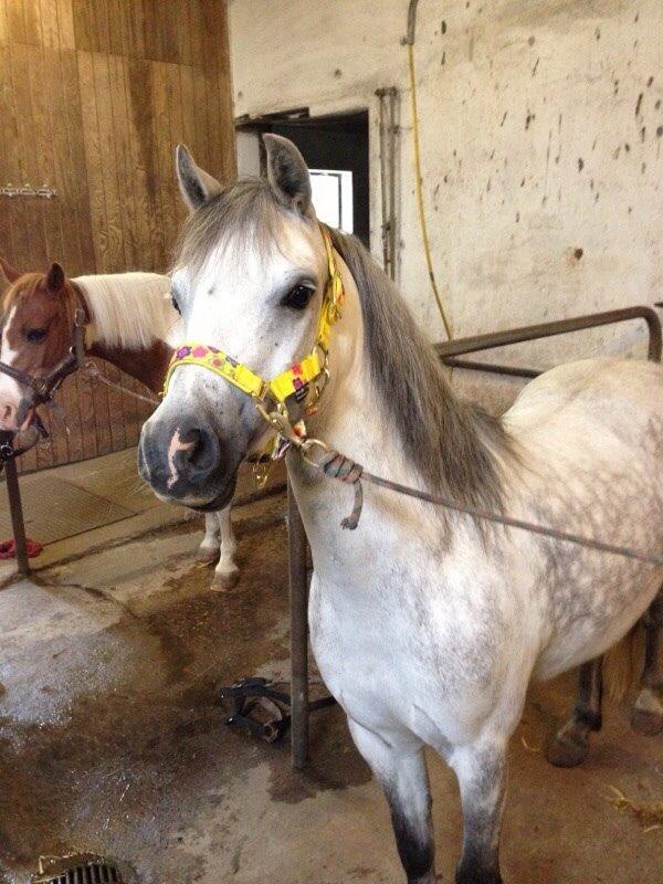 Welsh Mountain (sec A) Liljelunds Annabell billede 40