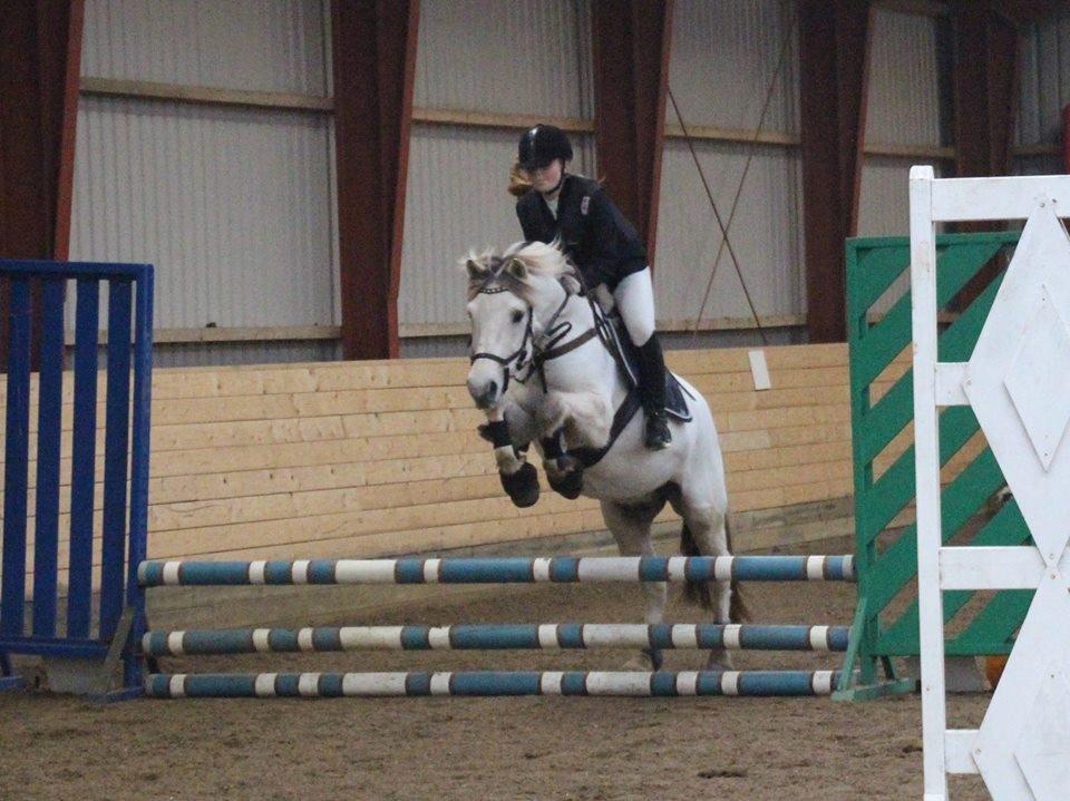 Fjordhest Lyngholms Arcon billede 1