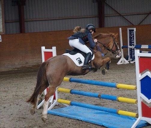 Anden særlig race Misty billede 9