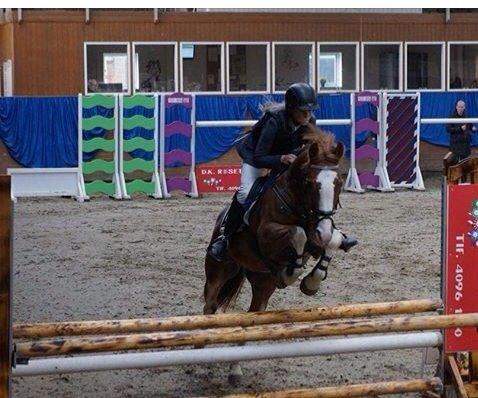 Anden særlig race Misty billede 10