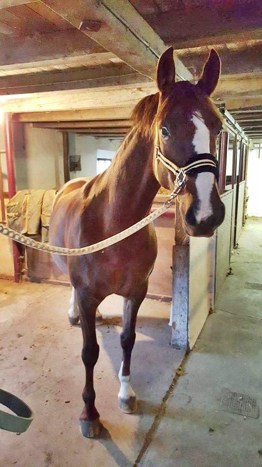 Frederiksborg Sussie Elmelund <3  billede 8