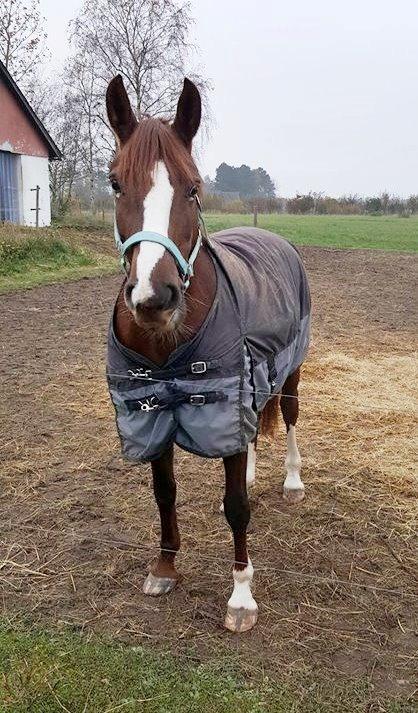 Frederiksborg Sussie Elmelund <3  billede 10