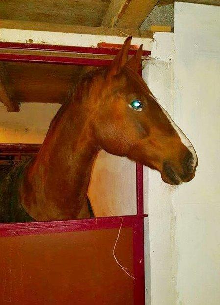 Frederiksborg Sussie Elmelund <3  billede 12