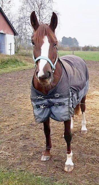 Frederiksborg Sussie Elmelund <3  billede 13