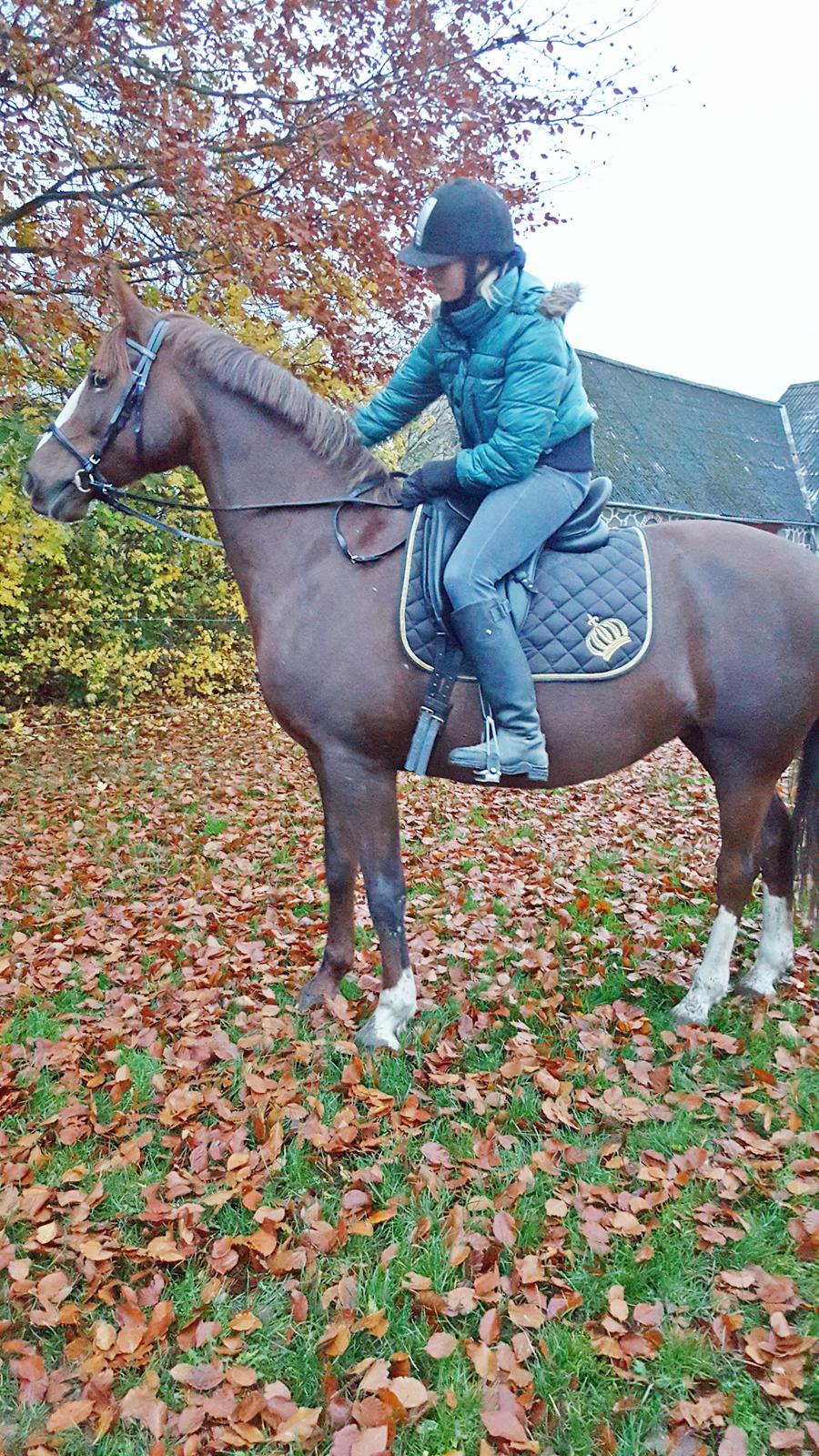 Frederiksborg Sussie Elmelund <3  billede 11