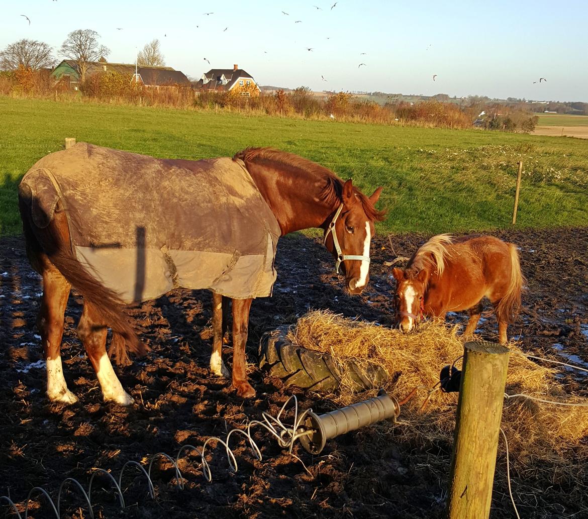 Frederiksborg Sussie Elmelund <3  billede 17